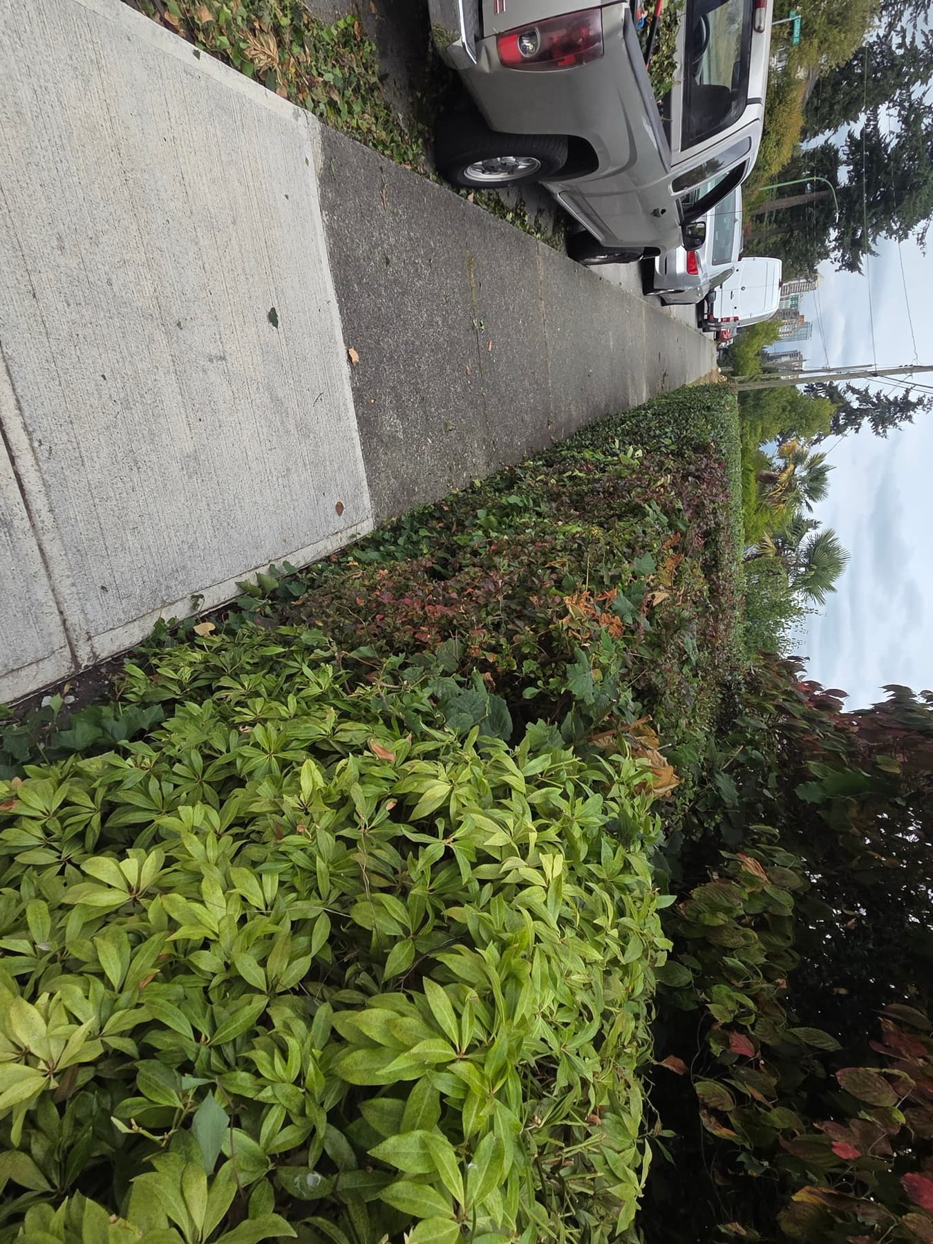 Overgrown Boulevard Hedge — After