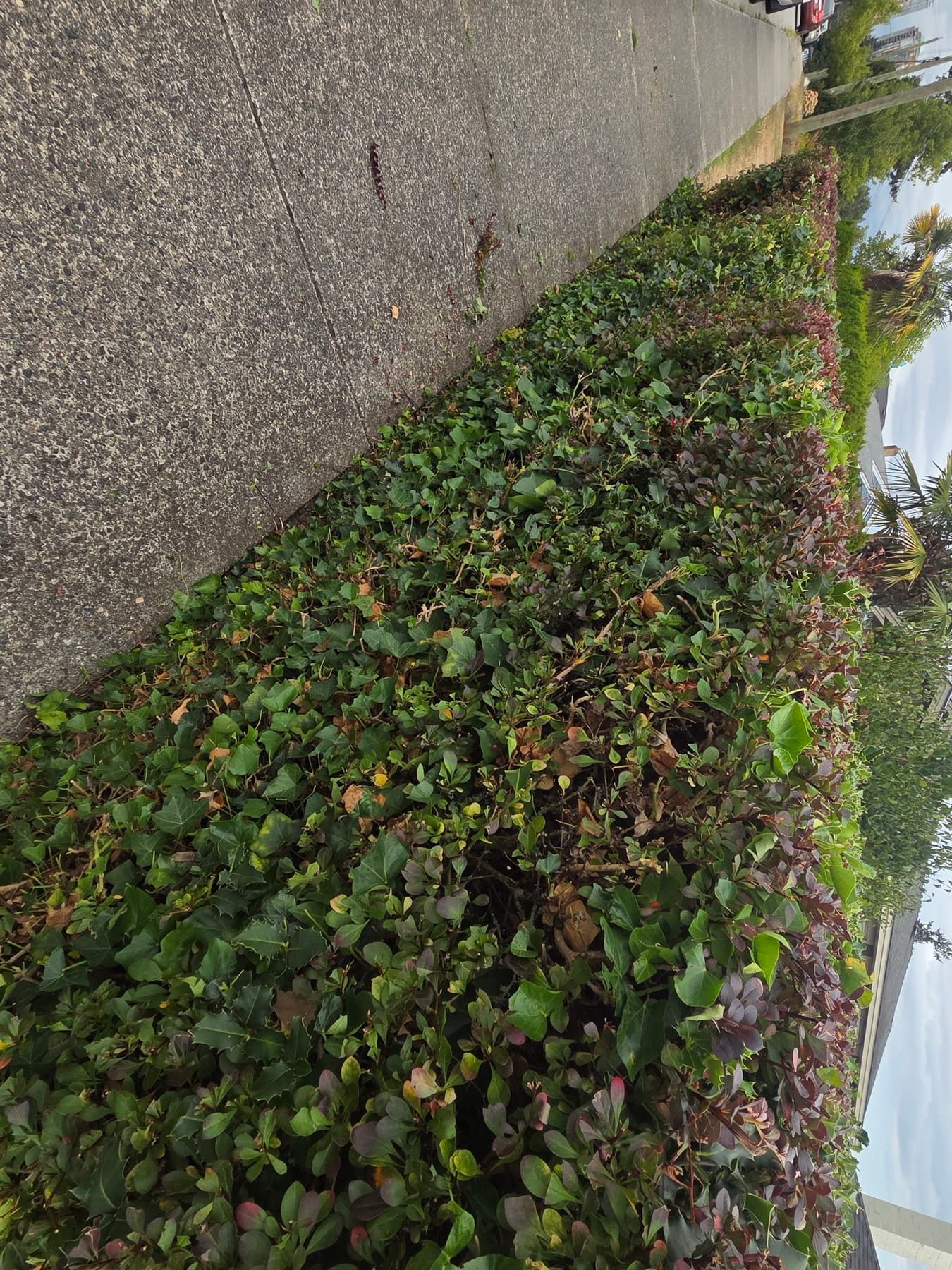Overgrown Boulevard Hedge — Before