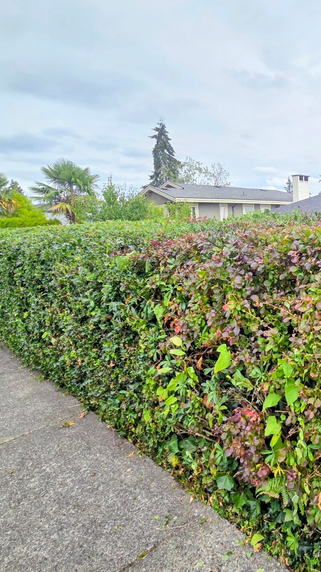 Sean's Lawns project photo 7