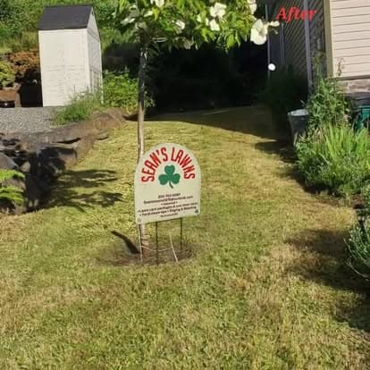 Overgrown Side Yard Reset — After