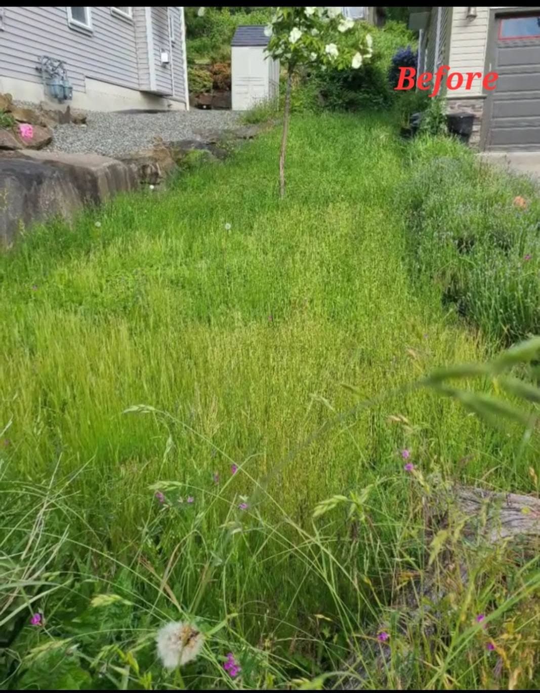 Overgrown Side Yard Reset — Before